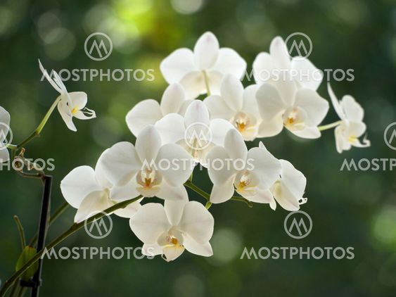 white orchids