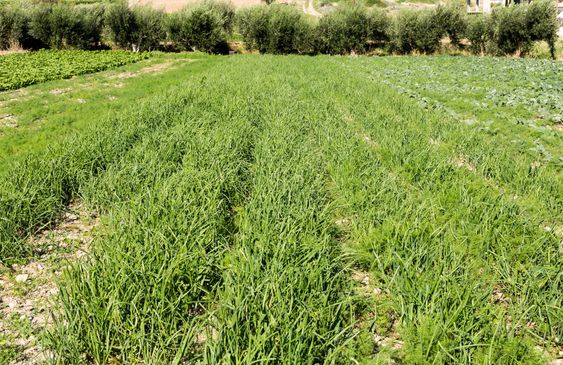 The green onion growing in the beds