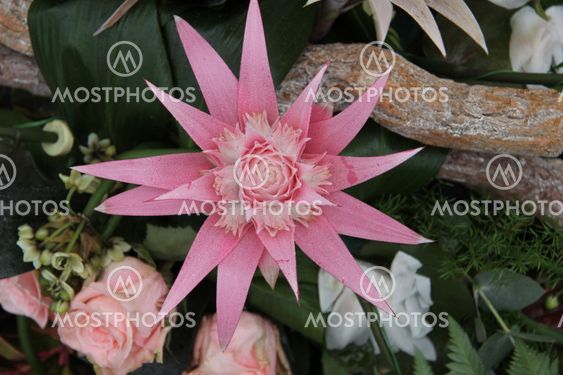Pink bromelia in a flower arrangement