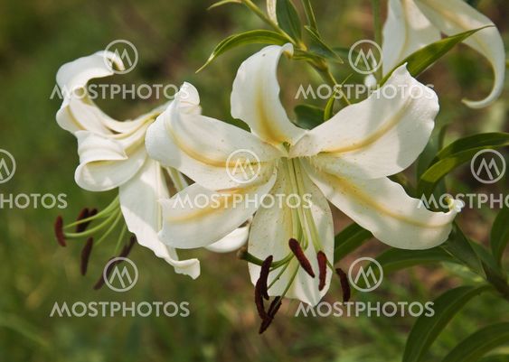 Garden lilly. White with yellow strip