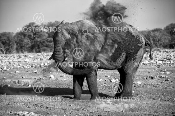 elephant blowing dust in etosha national park namibia