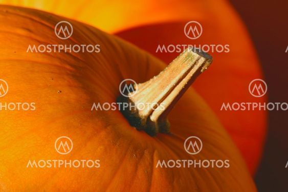 Pumpa (Cucurbita moschata)