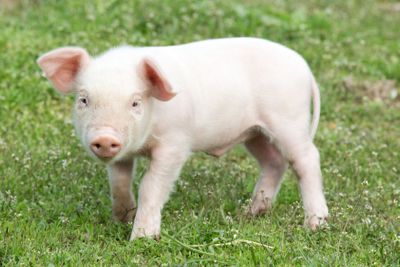 Young pig 