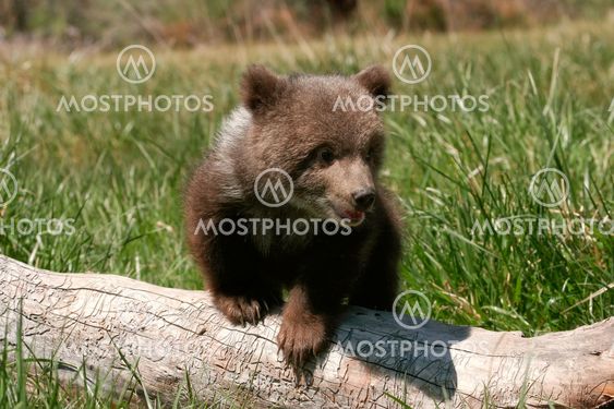 Grizzly bear cub sitting on the log