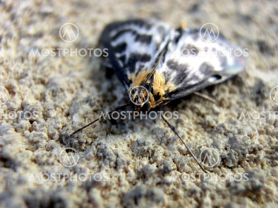 Moth/butterfly