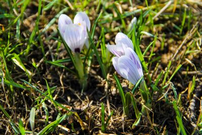 Purple crocus on early spring