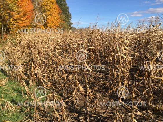 Corn ready for harvest