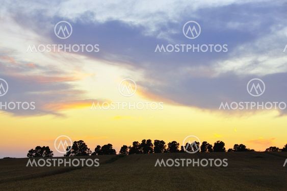 Sunset over a yellow wheat field