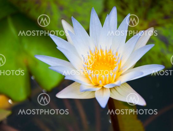 White lotus