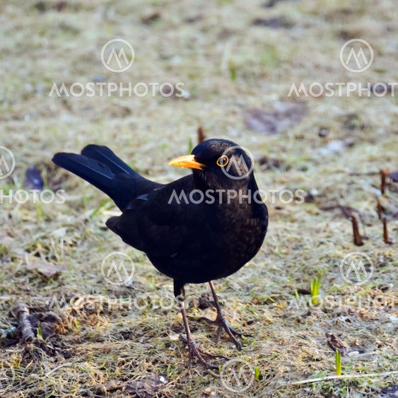 Common blackbird aware of any enemy