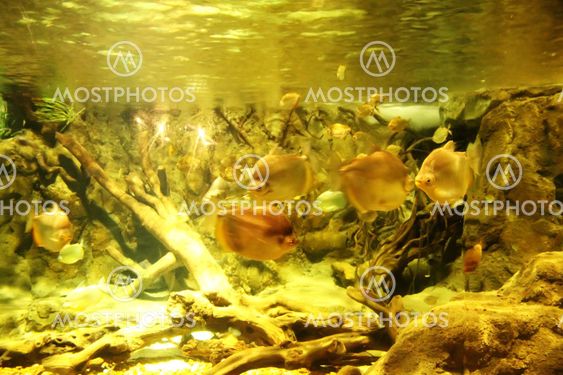 Under water