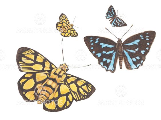 butterflies-flying no 2