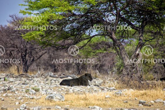 lioness under a tree at etosha national park namibia