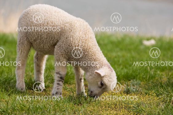 Lamb