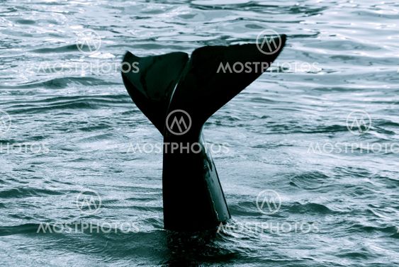 caudal fin of a killer whale