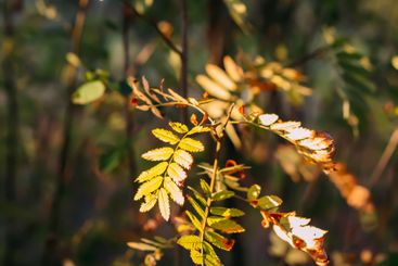 Tranquil autumn nature background in a sunset light.