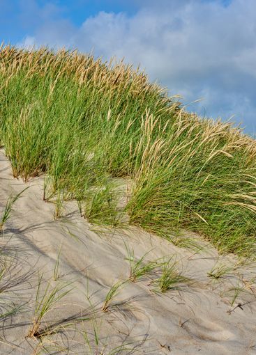 Nature, grass and beach sand with blue sky outdoor of...