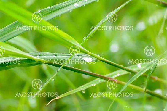 Water on the grass
