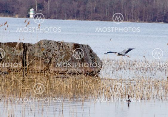 gray heron landing