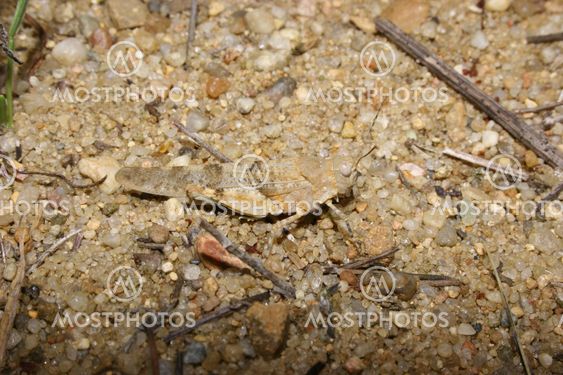 Red Sand Grasshopper (Sphingonotus caerulans)