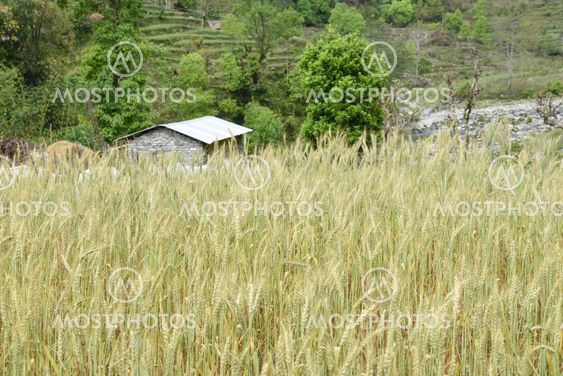 closed up the barley field in Nepal