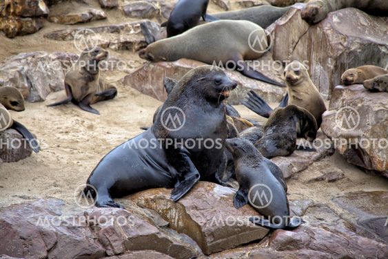 fur seal on the beach at cape cross seal reserve namibia africa