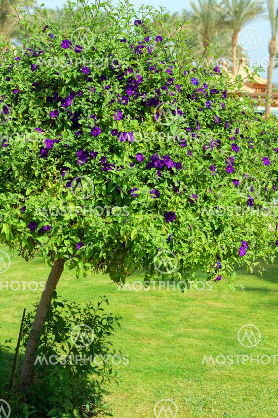 Allamanda træ