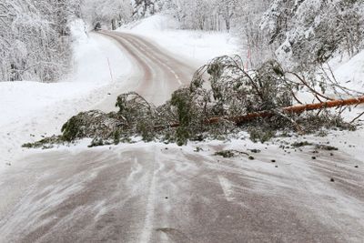 Träd blockerar vägen