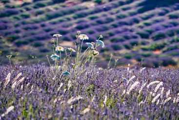 Lavender fields in bloom in Provence