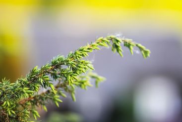 Juniper tree. Juniper branch with berries growing outside.