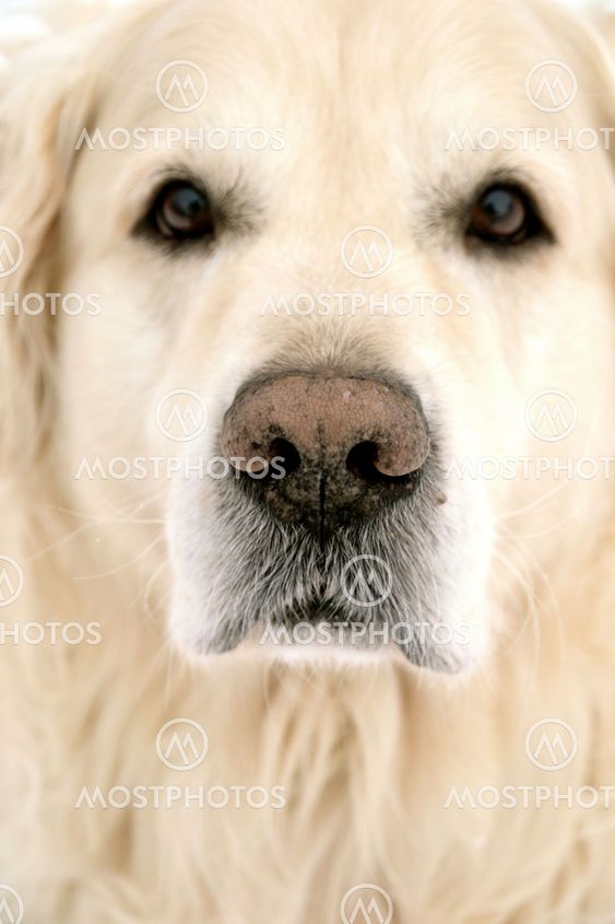 Goldenretriver
