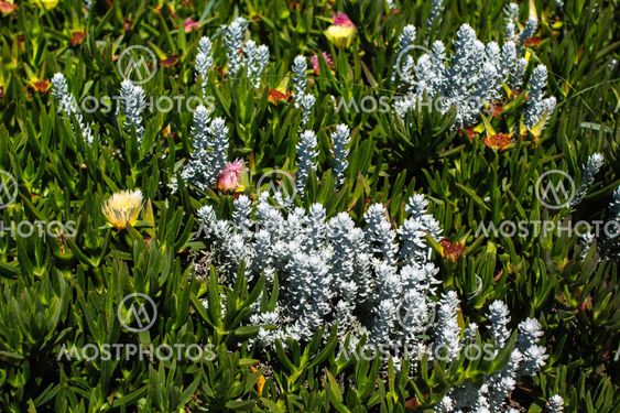 Plants near the ocean dunes around the Porto, Portugal.