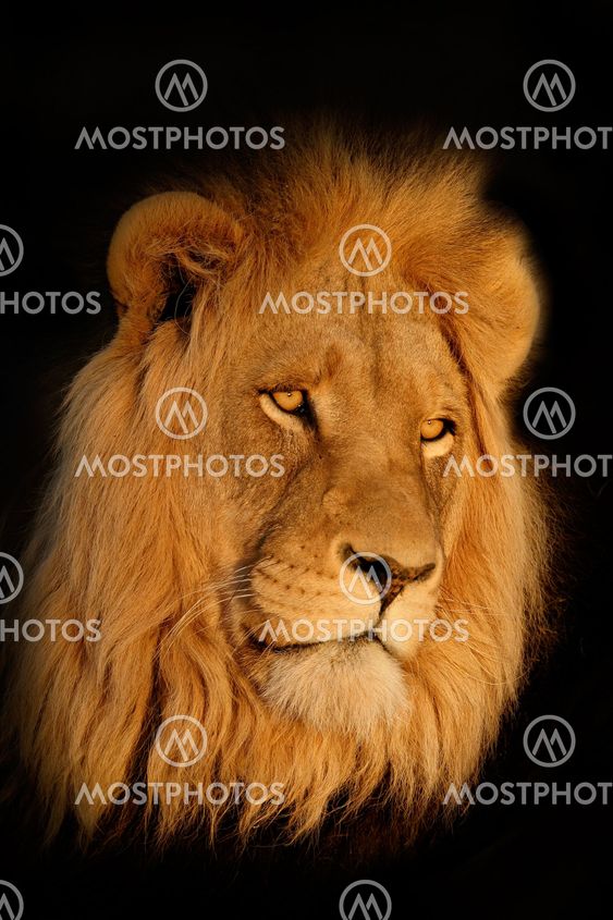African lion portrait