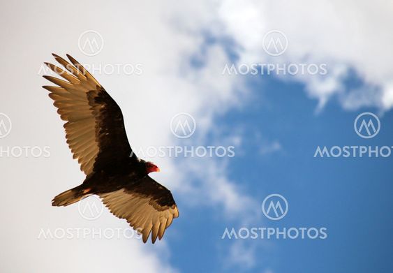 Turkey Vulture