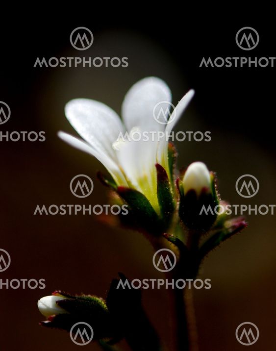Meadow saxifrage