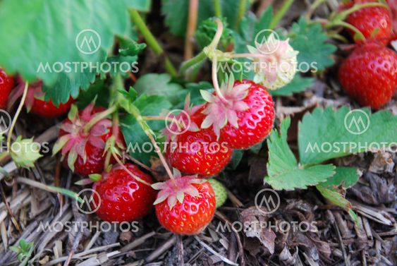Red strawberries in a garden