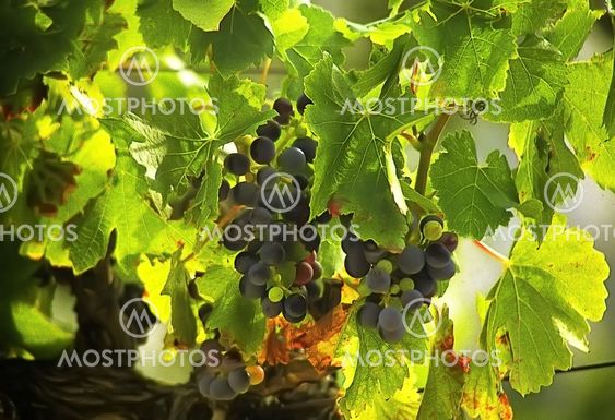 vineyard