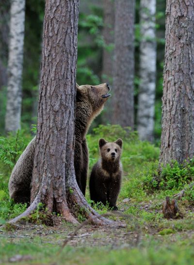 Brown bear with cub