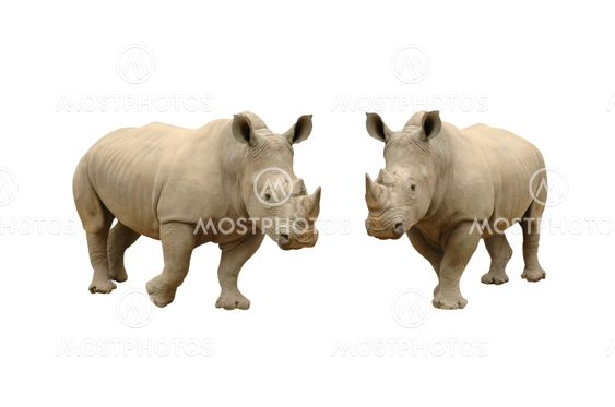 white rhinicerous isolated
