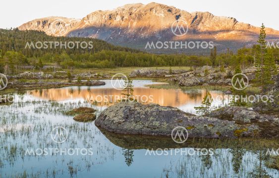 Lake in forest
