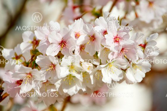 Cherry blossom in March