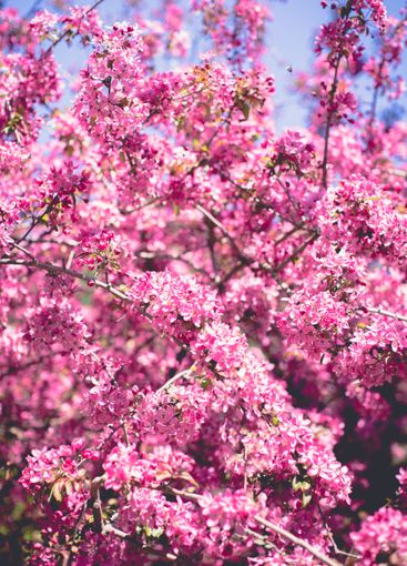 Blossom with Soft focus