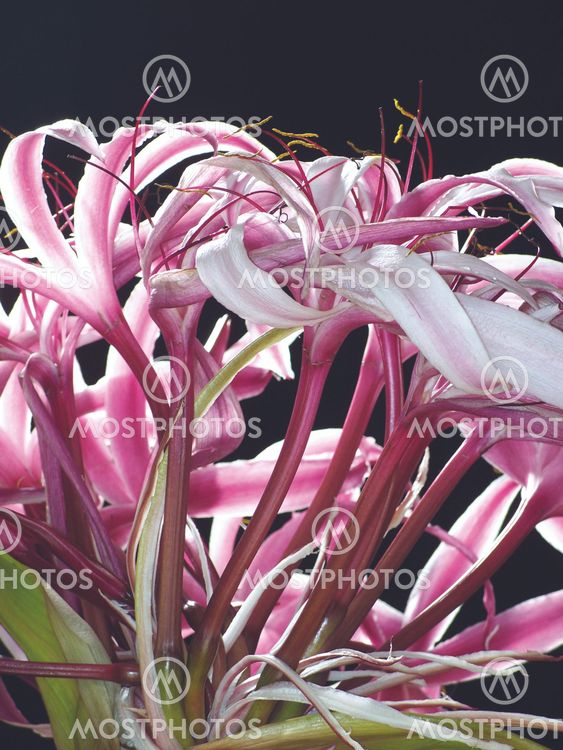 The Giant Spider Lily -14