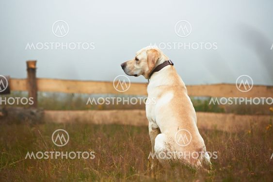 Dog is waiting