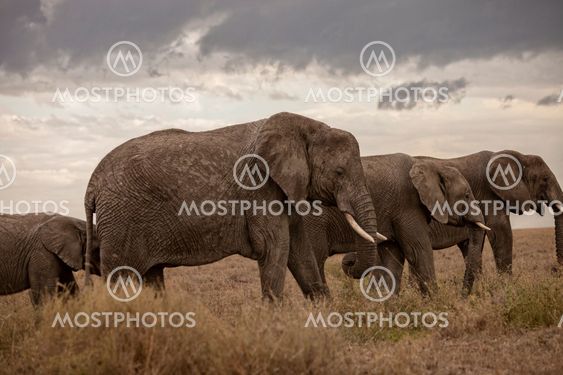Group of elephants
