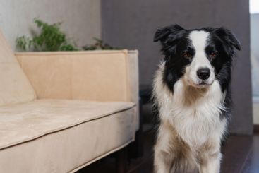 Funny portrait cute puppy dog border collie indoor. Pet...