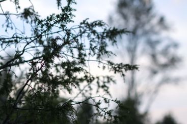 Close-up of juniper tree. Medicinal evergreen plant.