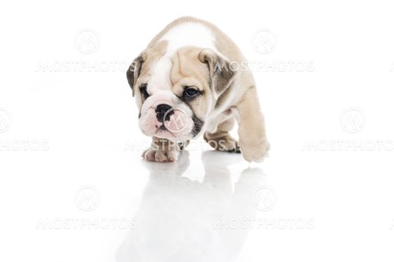 English bulldog puppy isolated