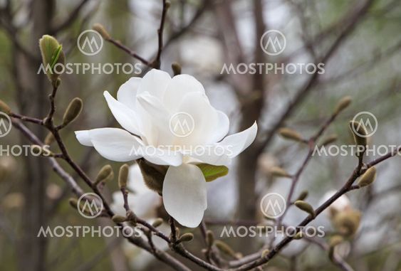 magnolia tree blossom