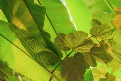 Tropical tree branches with light, foliage, fresh exotic...